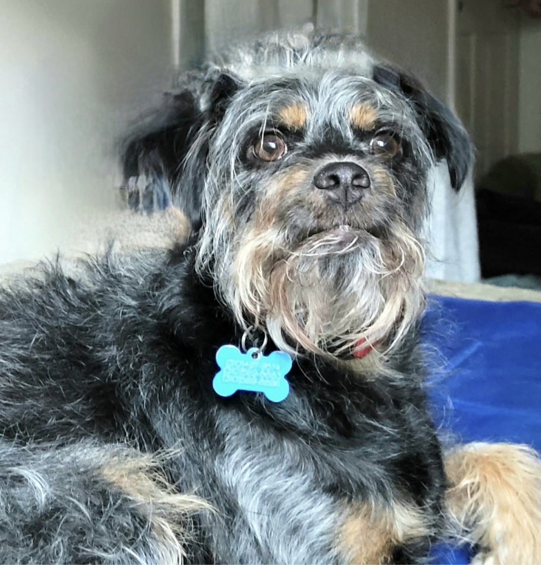 Affenpinscher mix cheap