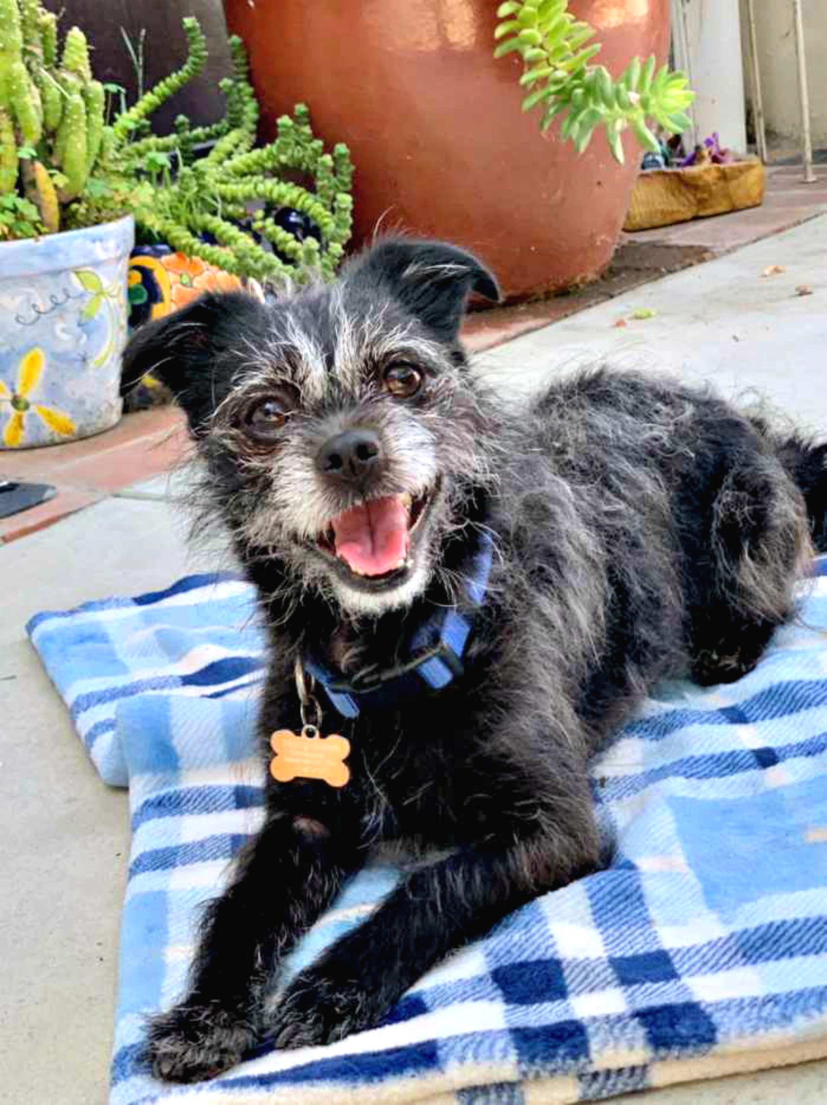 Hiccup is a happy boy!