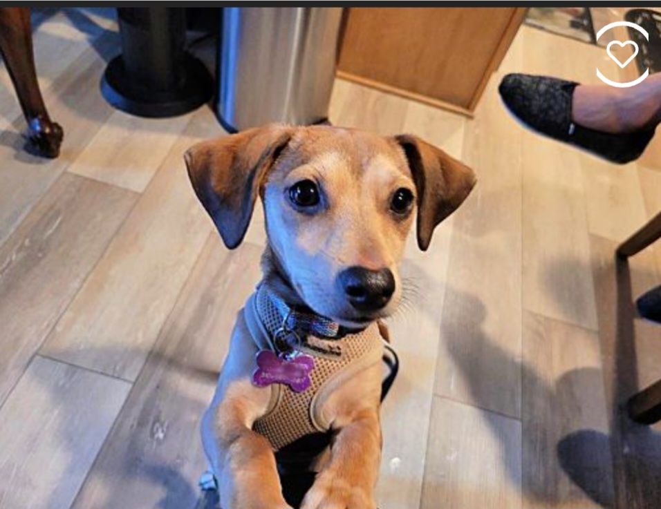 Biscuit is friendly 